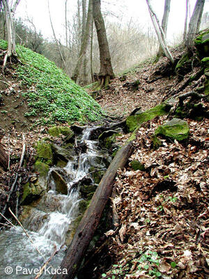 Jasenná, příroda, krajina, potok