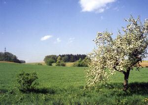 rozkvetly strom