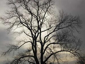 Strom