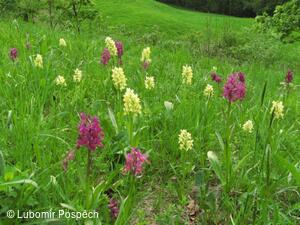 Orchis sambucina