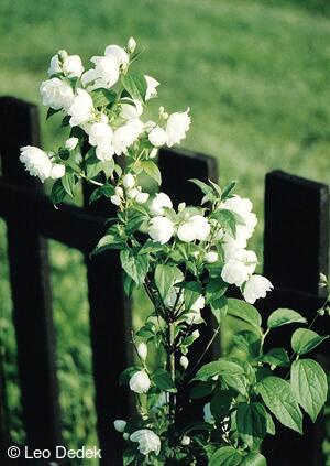 Osoblažsko