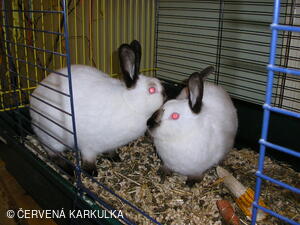 Velikonoce v Perníkové chaloupce 2005