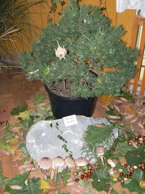 Kateřinice