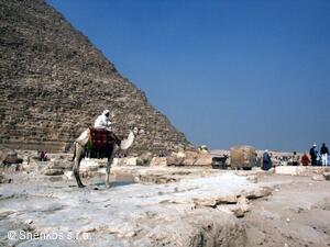 CK Shenkos, Egypt, Giza