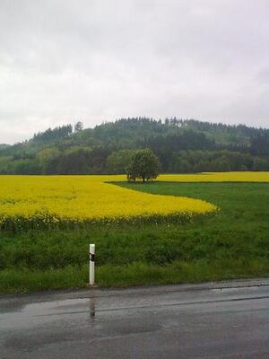 Kaštan J.G.Mendela pod Veselským kopcem