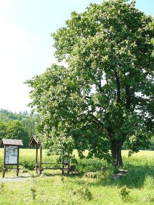 Kaštan J.G.Mendela pod Veselským kopcem - když jdeš k němu